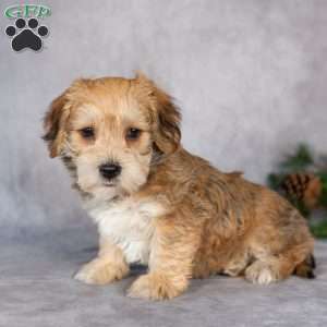 Fletcher, Yorkie-Chon Puppy